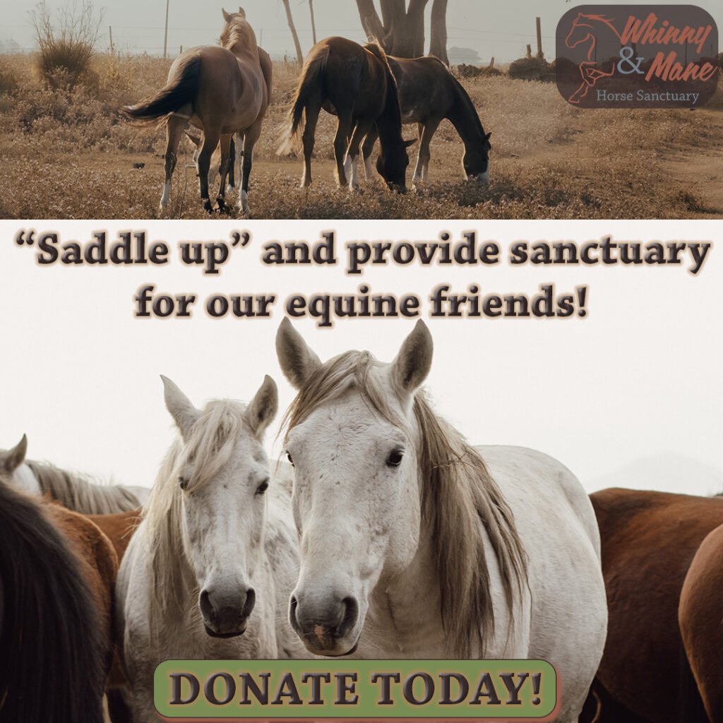 Horse Sanctuary: Design Concept 03